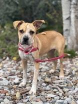 Enlarge Leah, a Adoptable mixed breed in Eagle, CO image 5/6