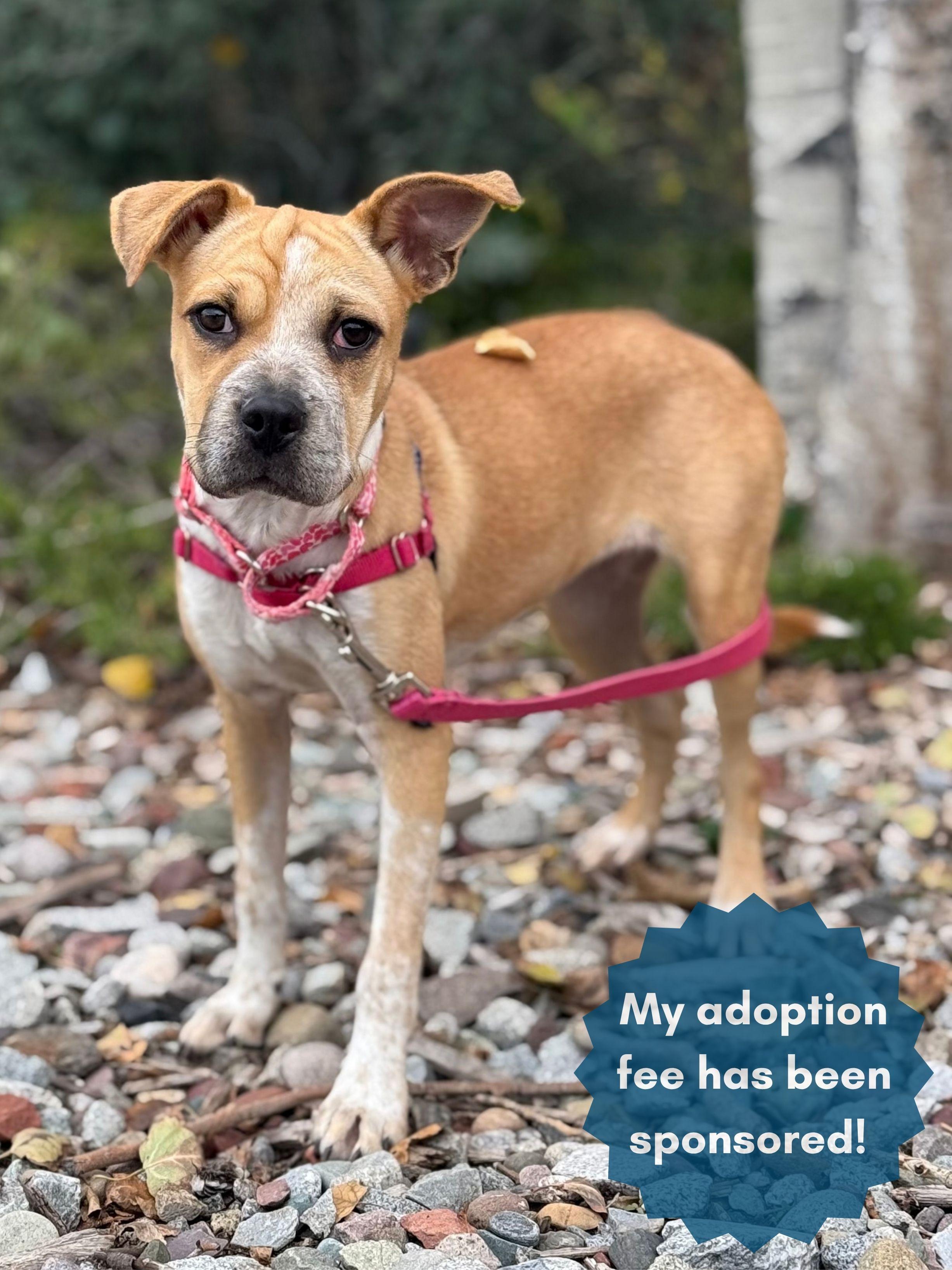 Leah, Adoptable, Young Female Shar-Pei & Chihuahua.