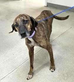 Enlarge Okie, a ADOPTABLE mixed breed in Sudbury, MA image 1/1