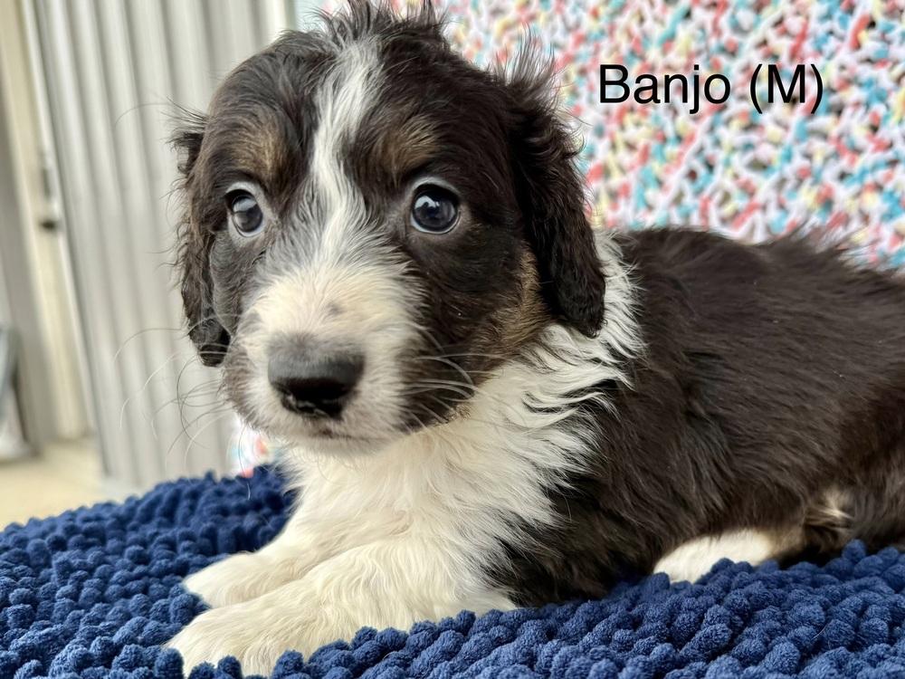 1073 Banjo, a Adoptable mixed breed in Waukesha, WI image 2/4