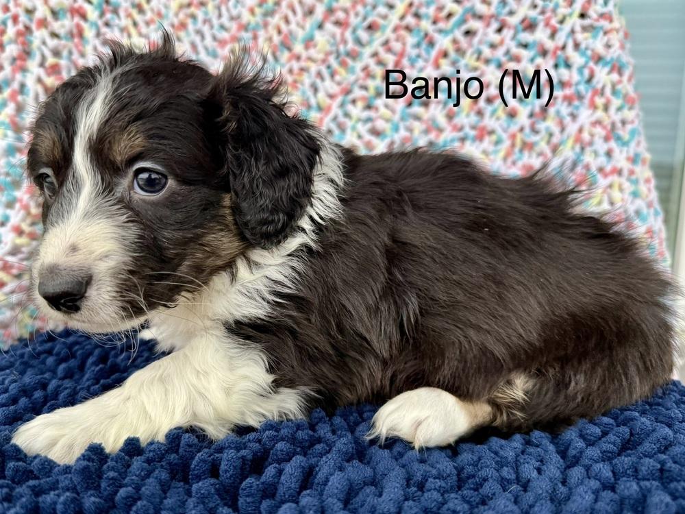 1073 Banjo, a Adoptable mixed breed in Waukesha, WI image 3/4