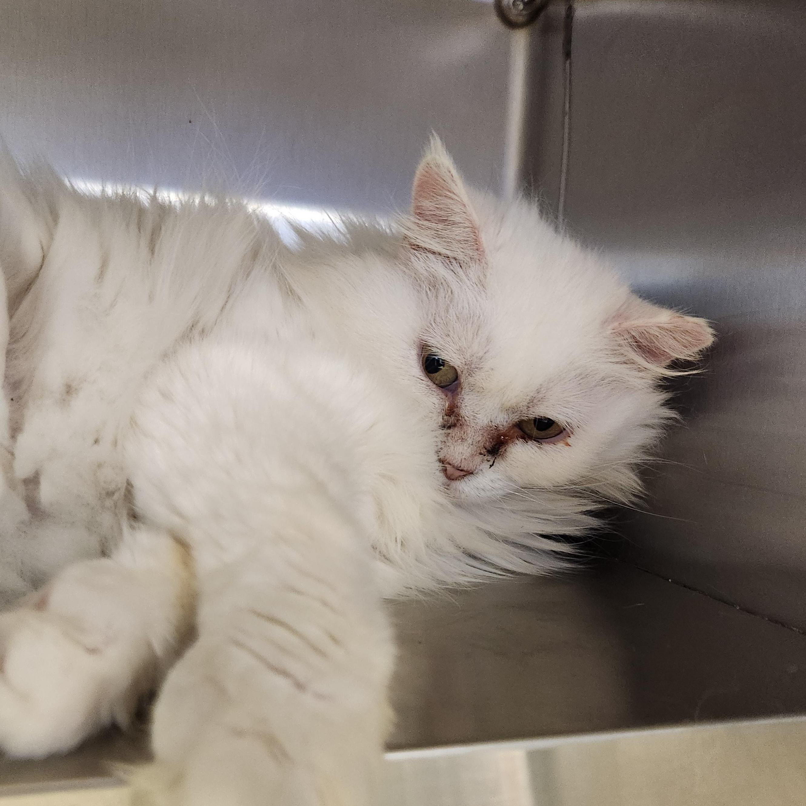 Enlarge Anastasia, a ADOPTABLE Persian in Liberty, MO image 1/1