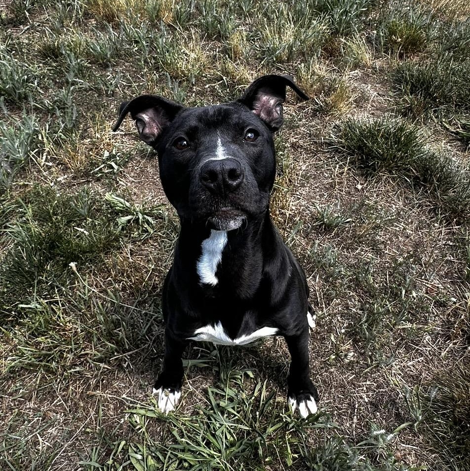 Enlarge Cha-Cha, a ADOPTABLE mixed breed in Stafford, VA image 5/5