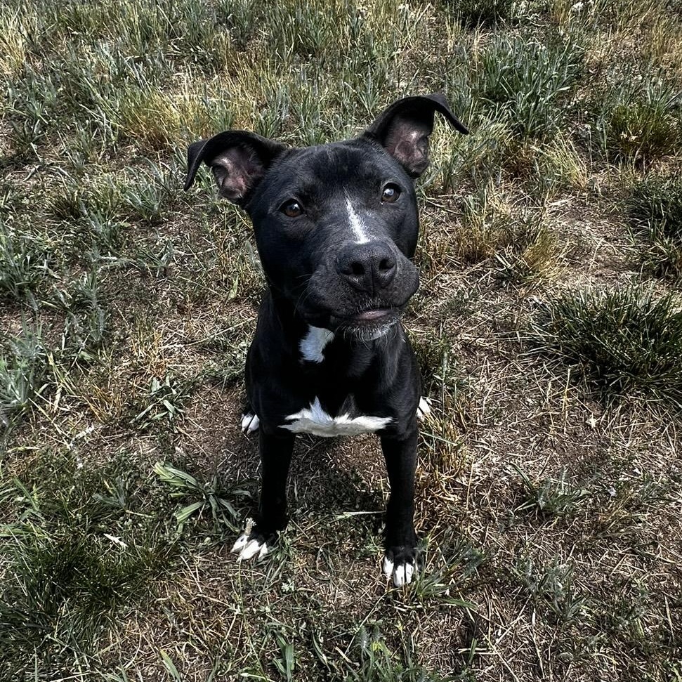 Enlarge Cha-Cha, a ADOPTABLE mixed breed in Stafford, VA image 3/5