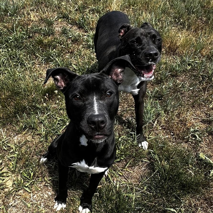 Enlarge Cha-Cha, a ADOPTABLE mixed breed in Stafford, VA image 2/5
