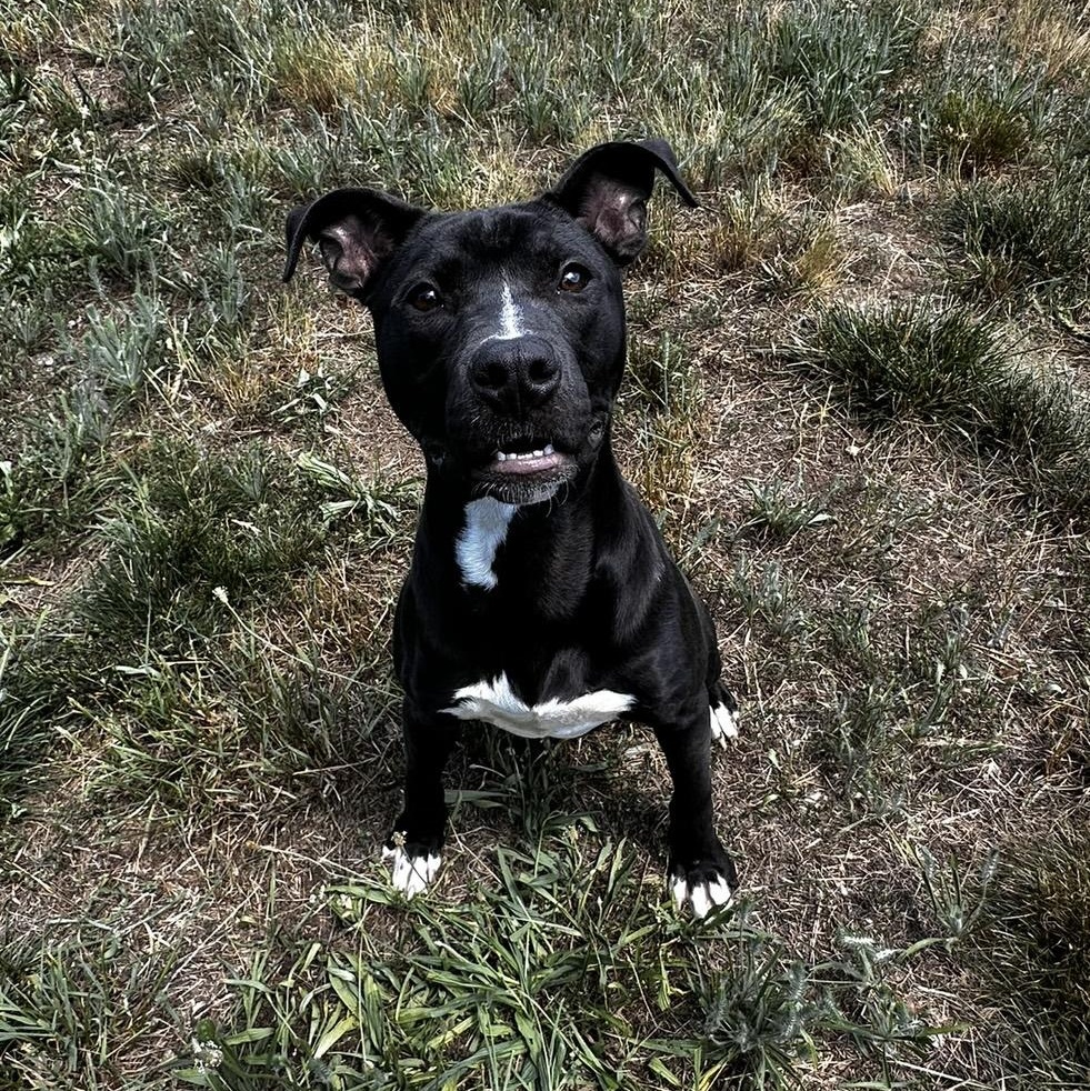 Cha-Cha, ADOPTABLE, Young Male Pit Bull Terrier.