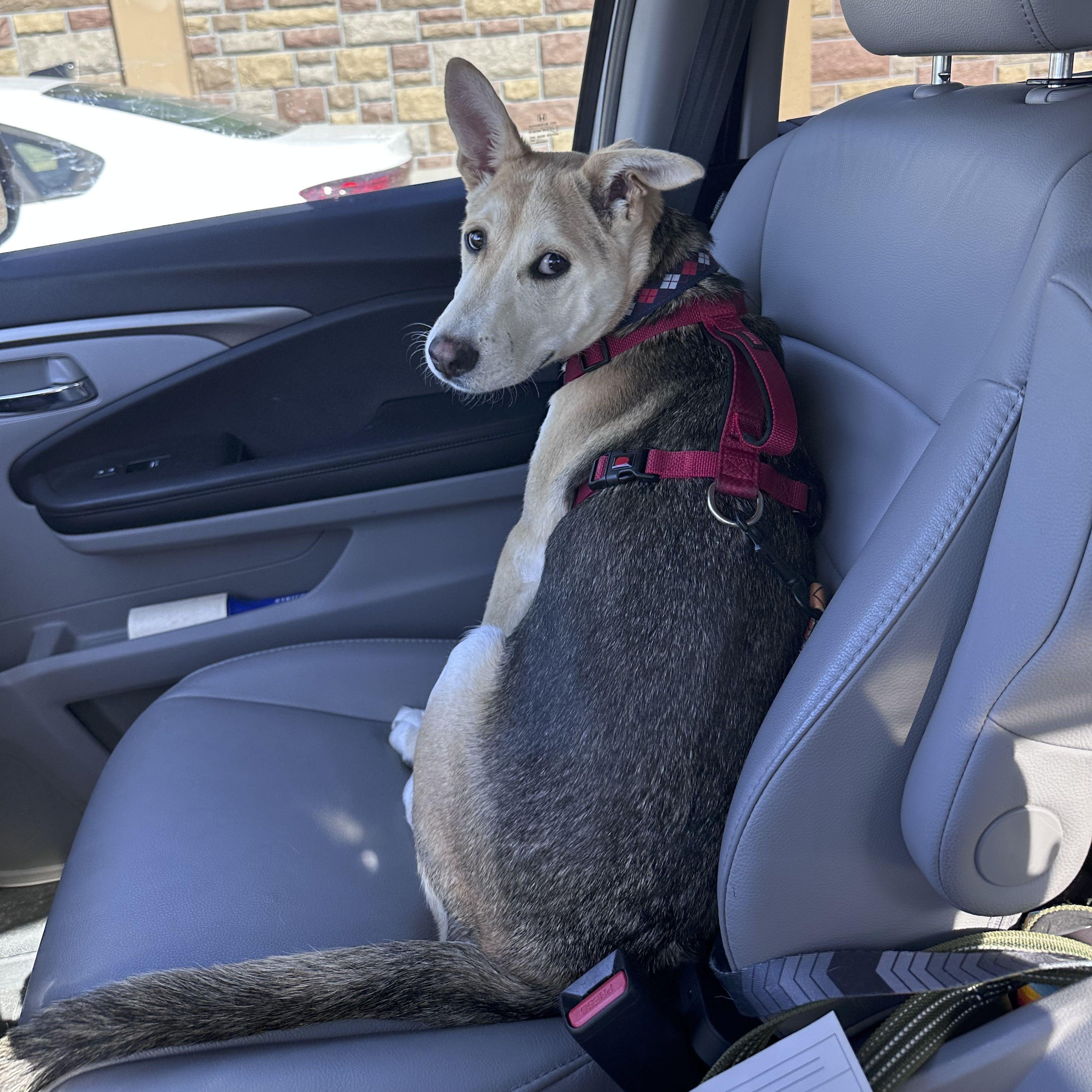 Enlarge Dash, a Adoptable mixed breed in Omaha, NE image 3/6