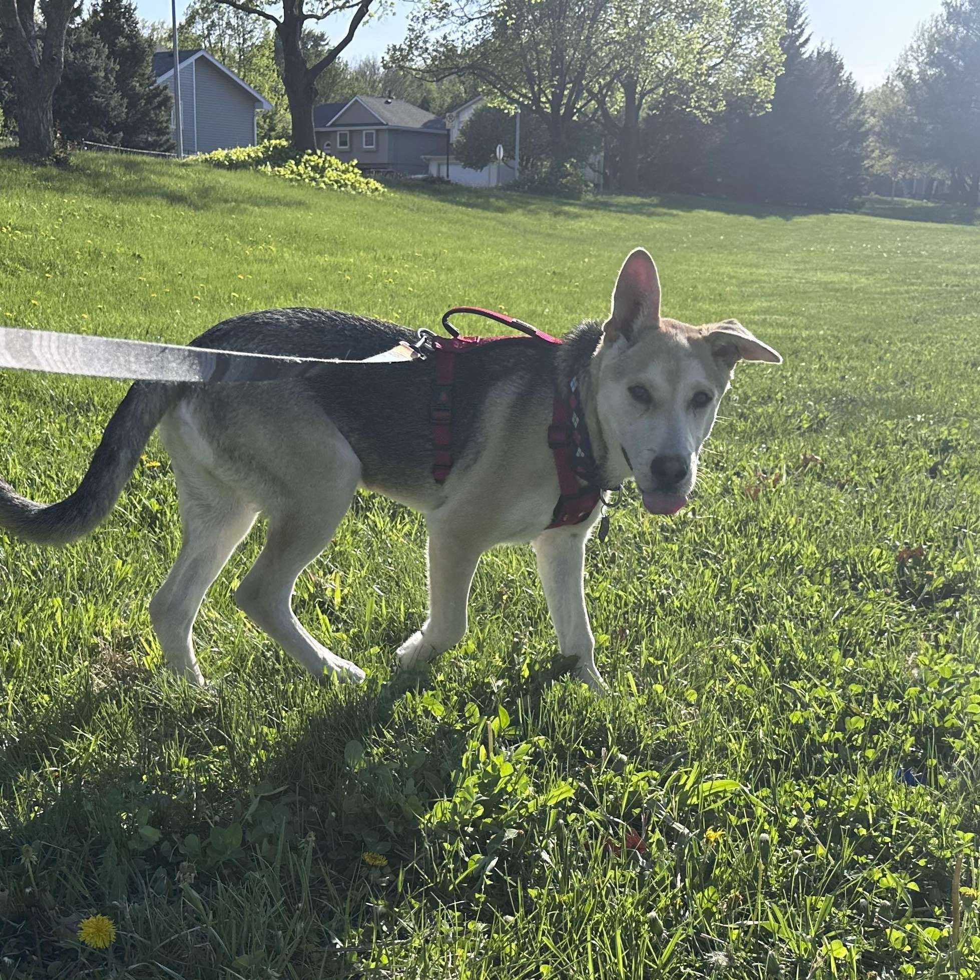 Enlarge Dash, a Adoptable mixed breed in Omaha, NE image 5/6