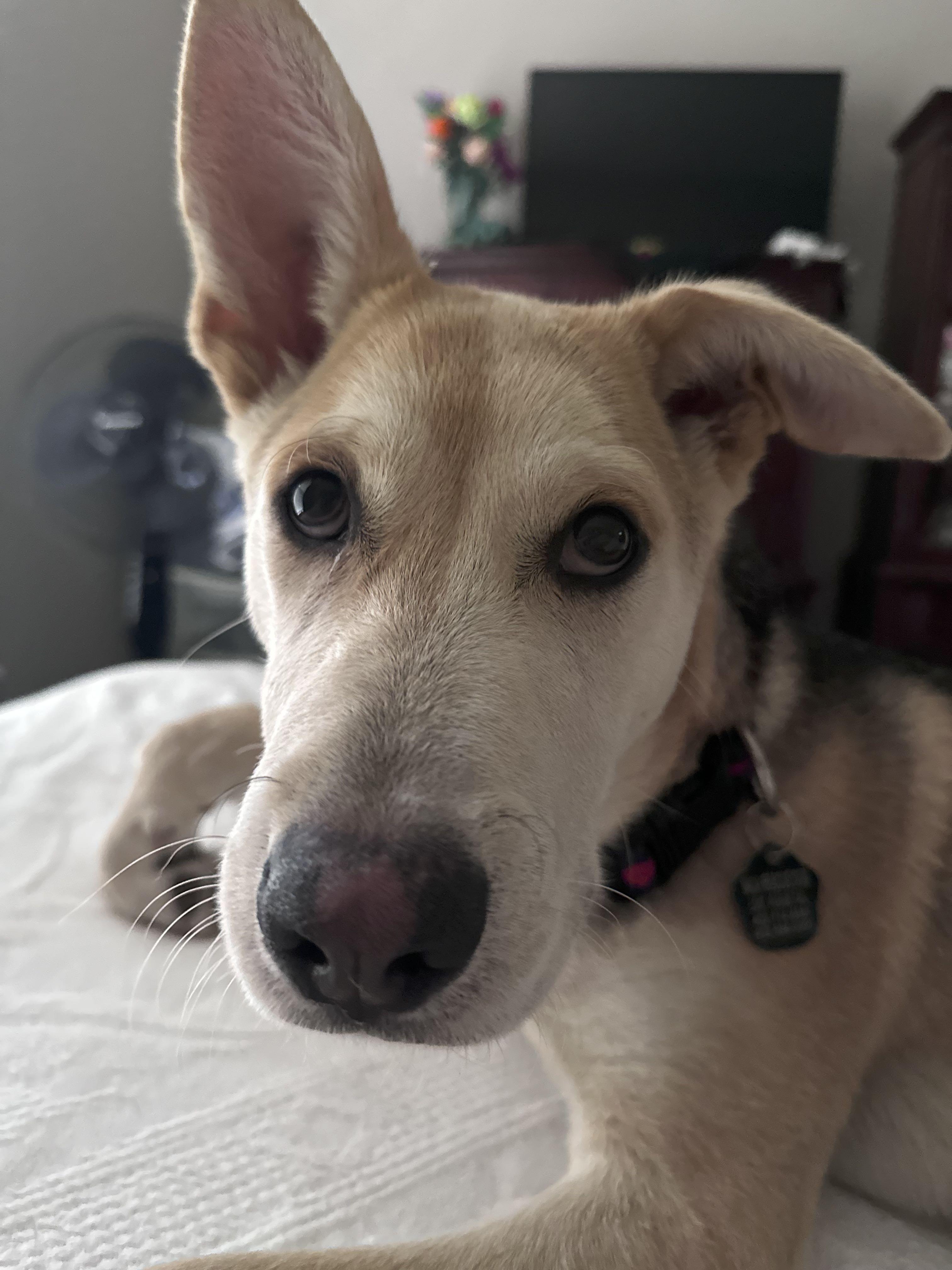 Dash, adopted, Puppy Male German Shepherd Dog.