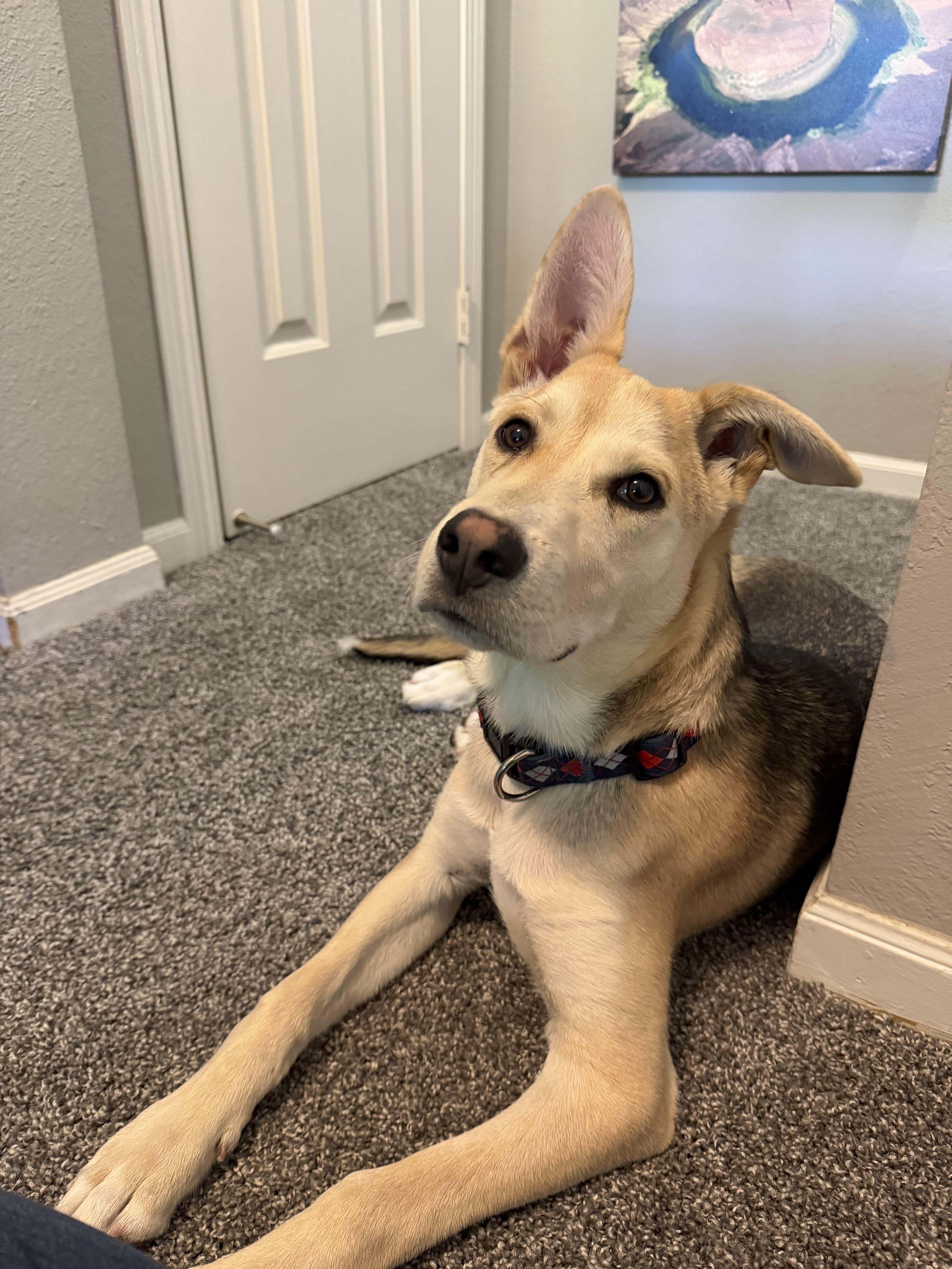 Dash, an adopted mixed breed in Omaha, NE image 3/6