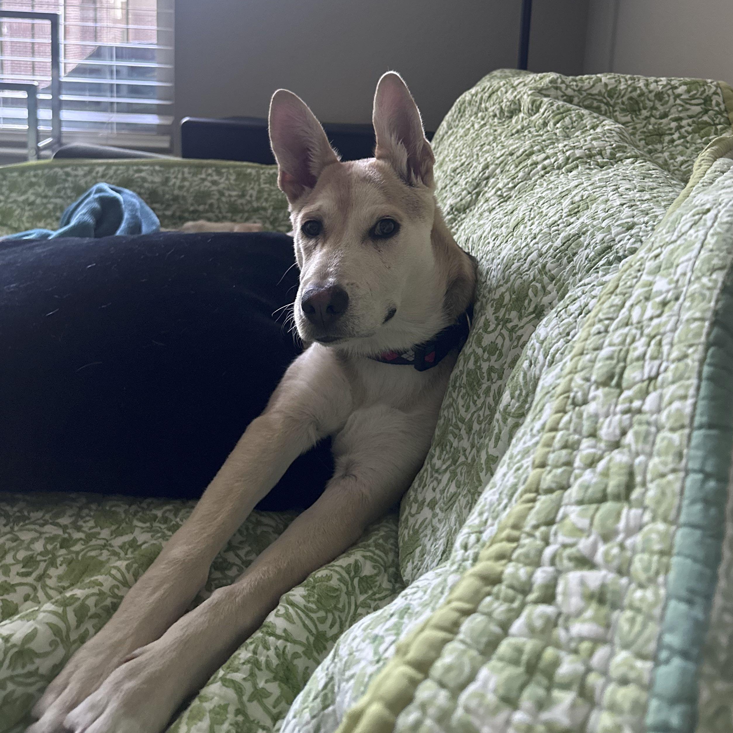 Enlarge Dash, a Adoptable mixed breed in Omaha, NE image 2/6