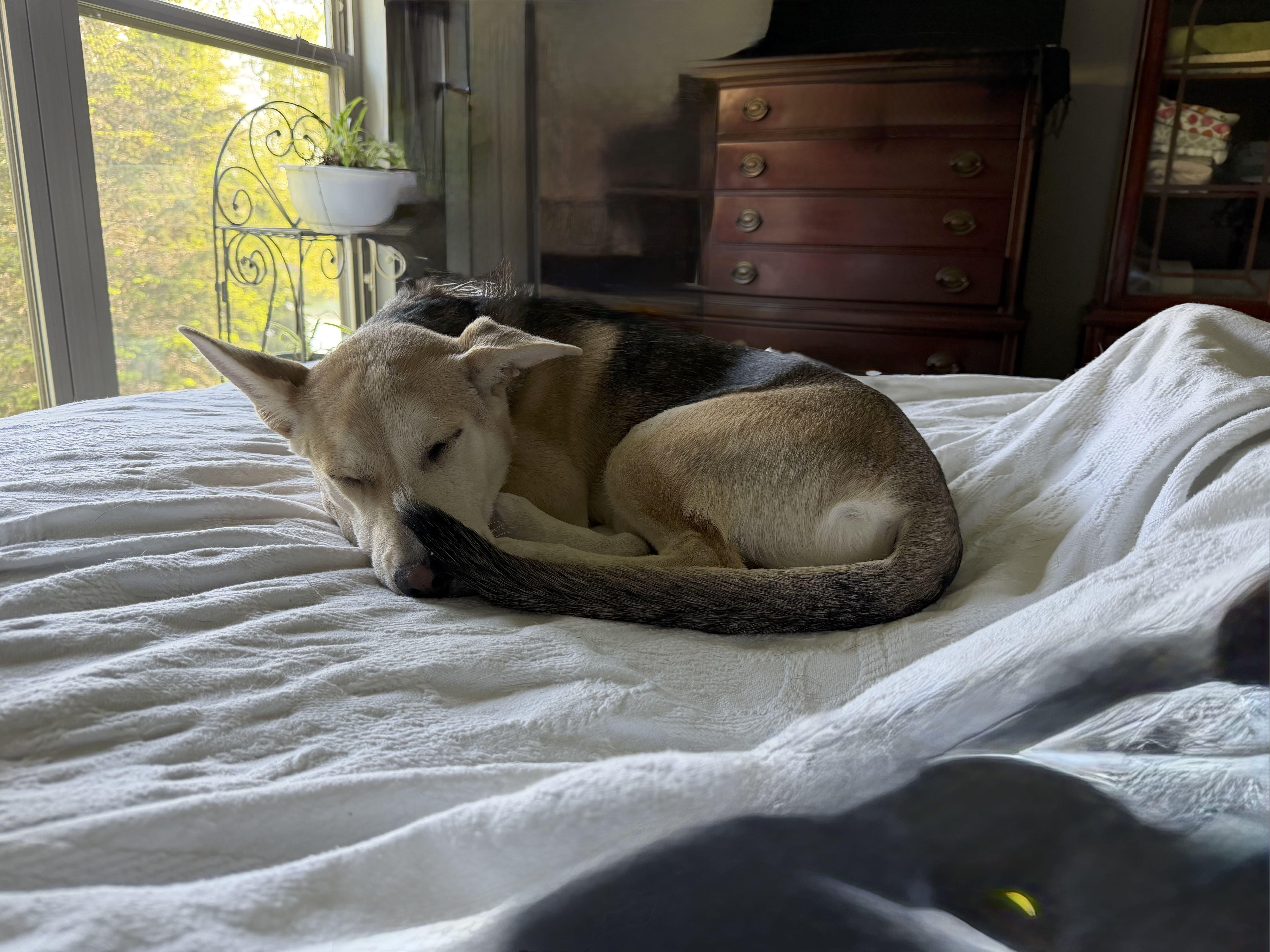 Dash, an adopted mixed breed in Omaha, NE image 6/6