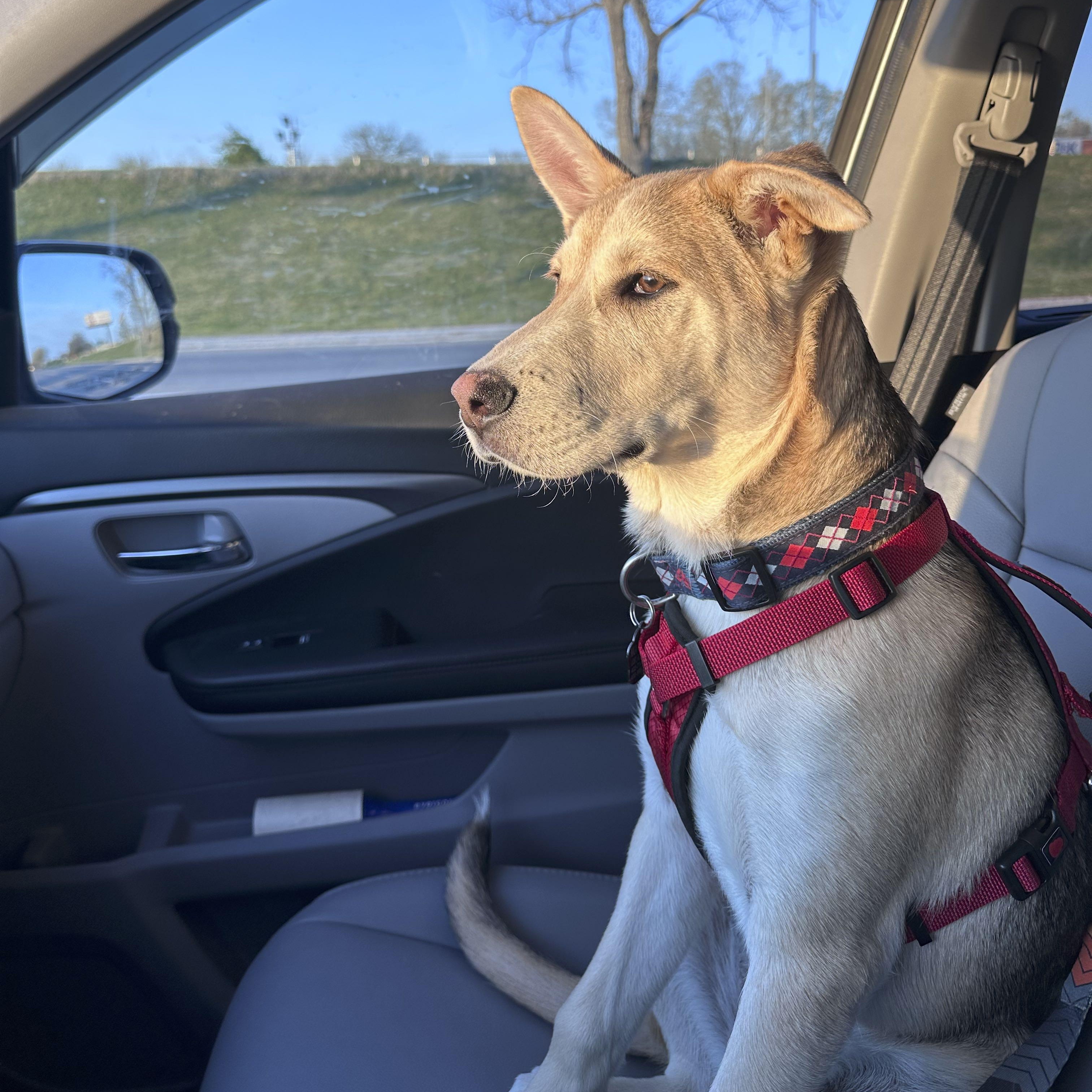 Enlarge Dash, a Adoptable mixed breed in Omaha, NE image 6/6