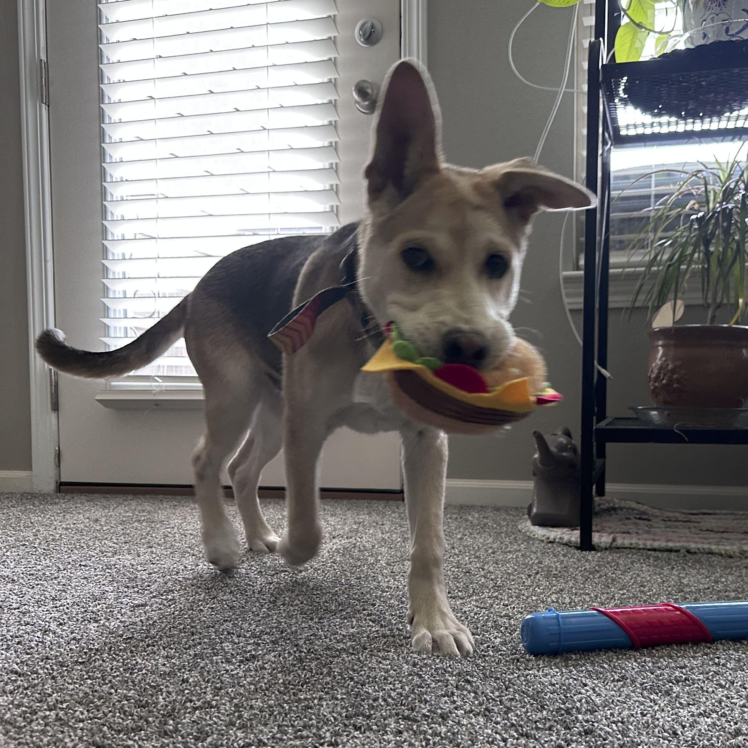 Enlarge Dash, a Adoptable mixed breed in Omaha, NE image 4/6