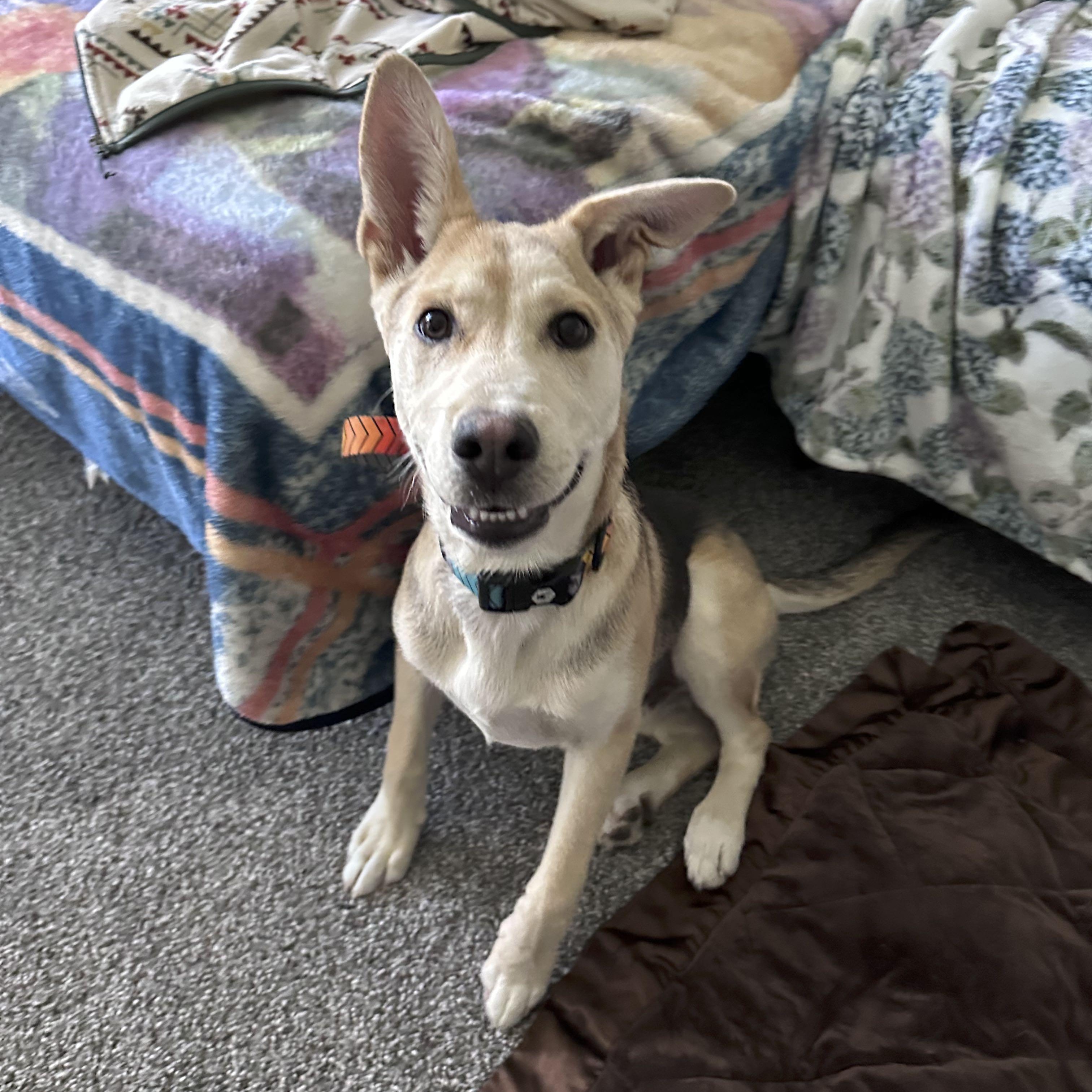 Dash, Adoptable, Puppy Male German Shepherd Dog.