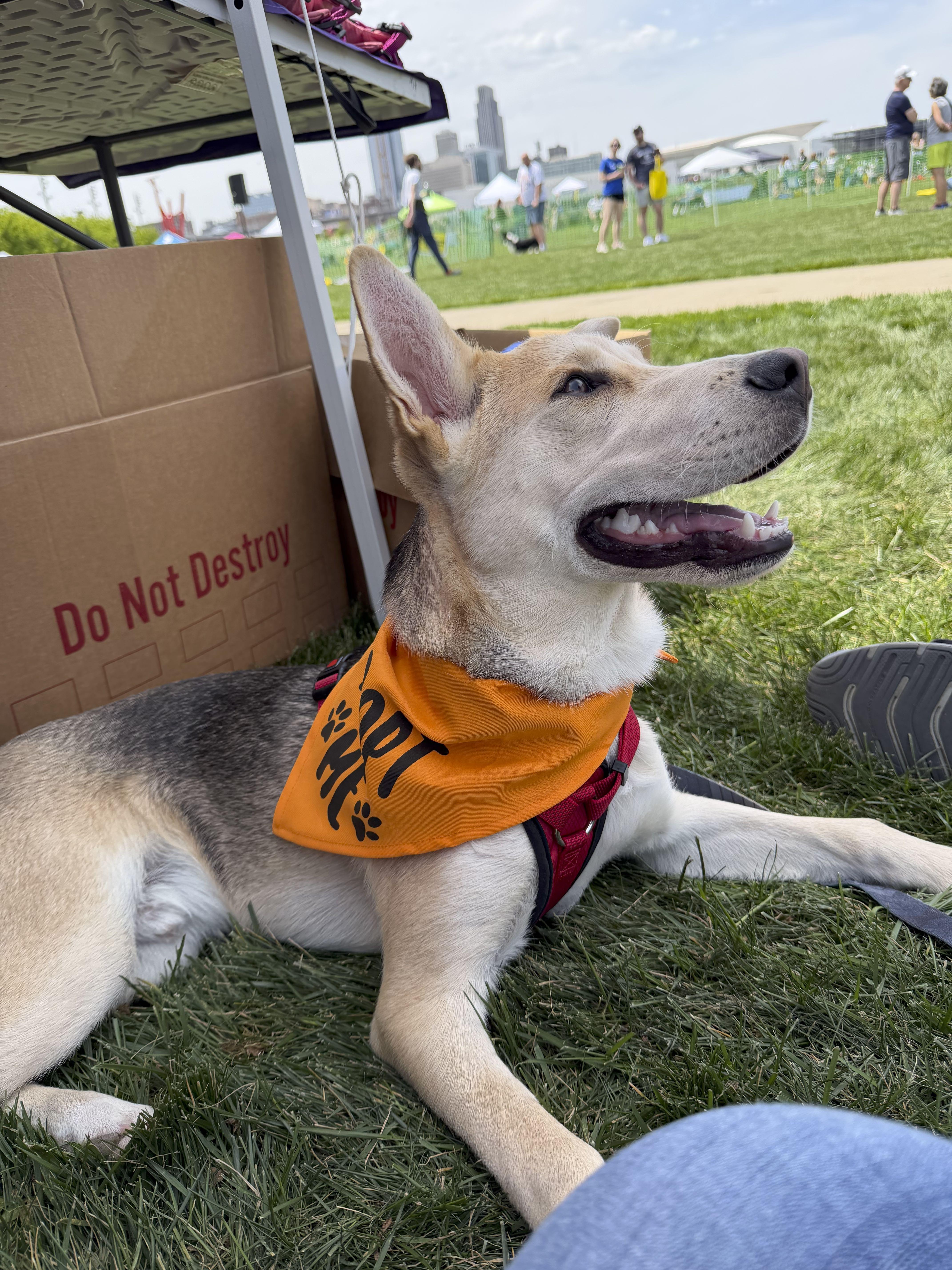 Dash, an adopted mixed breed in Omaha, NE image 2/6
