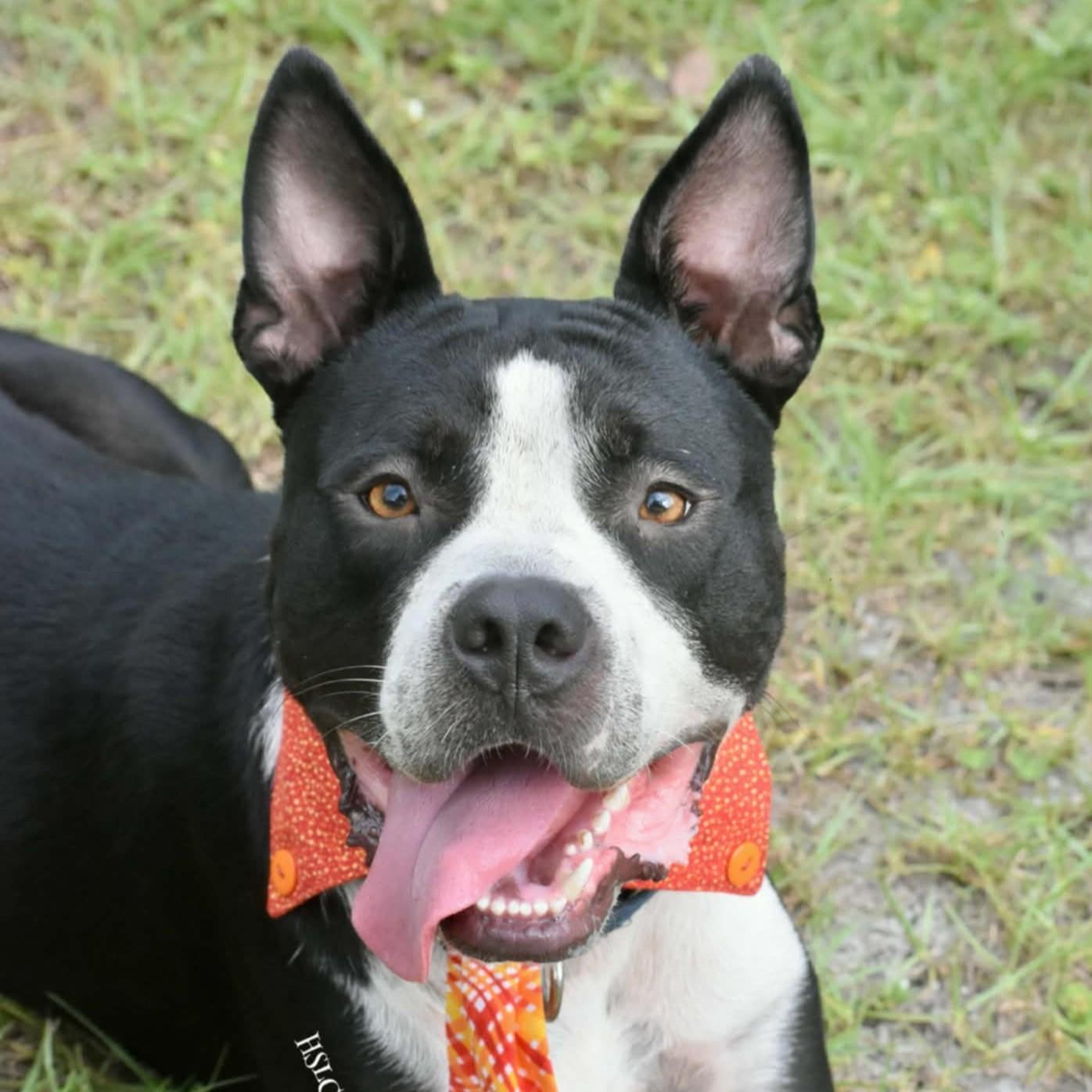 Enlarge Louie *Trained*, a Adoptable mixed breed in Umatilla, FL image 1/1