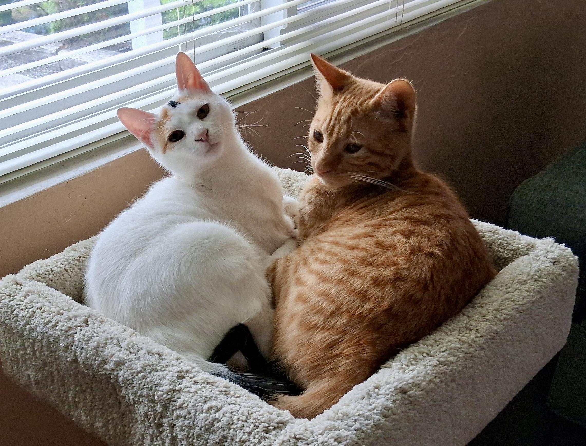 Enlarge Happy and Marshmallow, a ADOPTABLE American Shorthair in Half Moon Bay, CA image 2/3