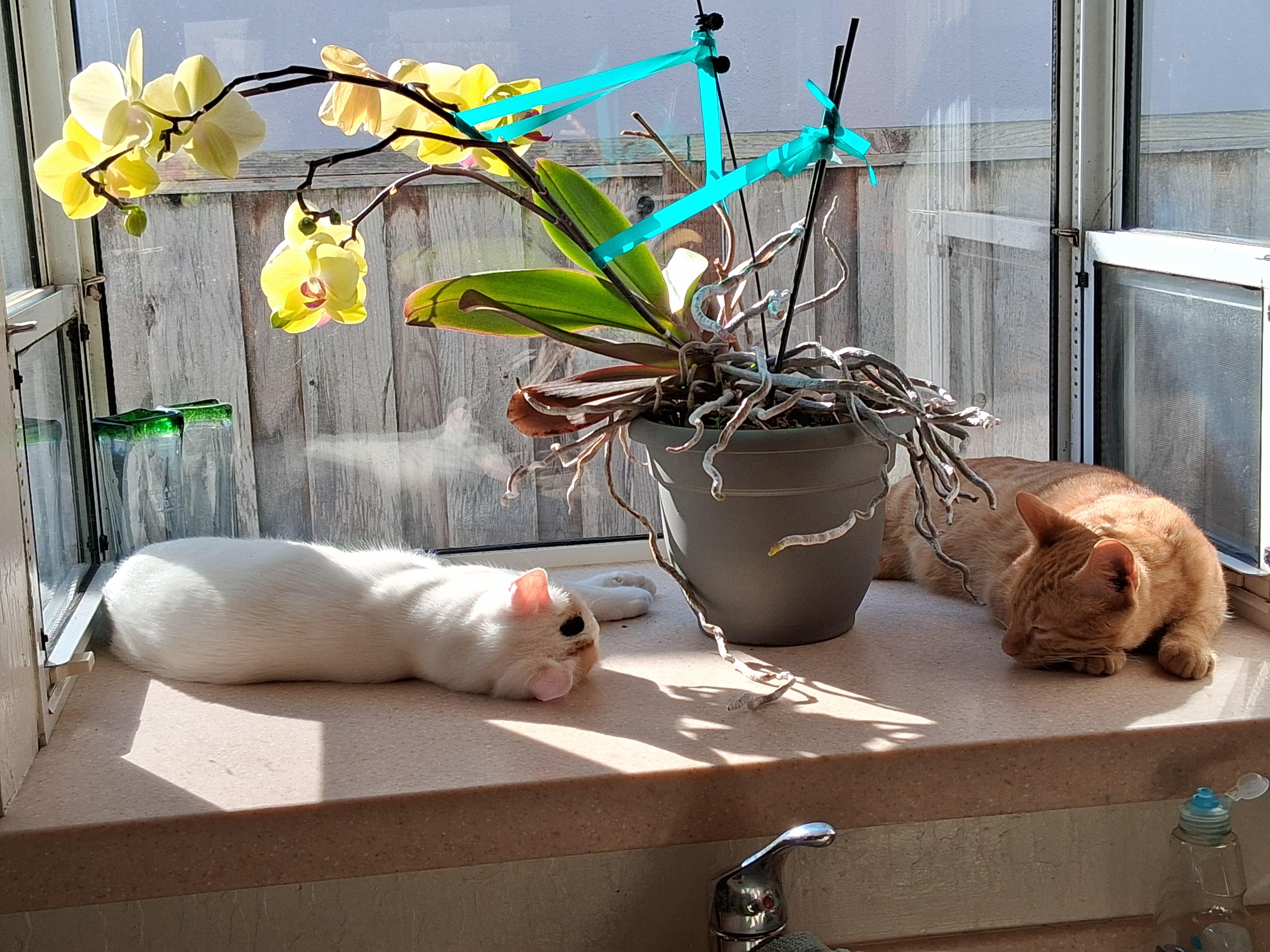 Enlarge Happy and Marshmallow, a ADOPTABLE American Shorthair in Half Moon Bay, CA image 3/3