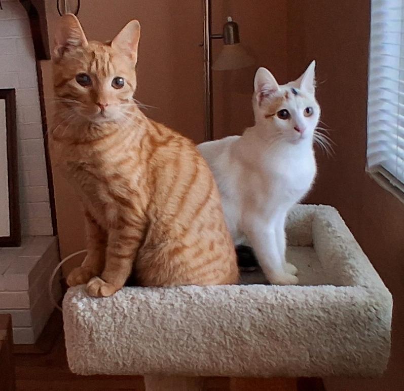 Enlarge Happy and Marshmallow, a ADOPTABLE American Shorthair in Half Moon Bay, CA image 1/3