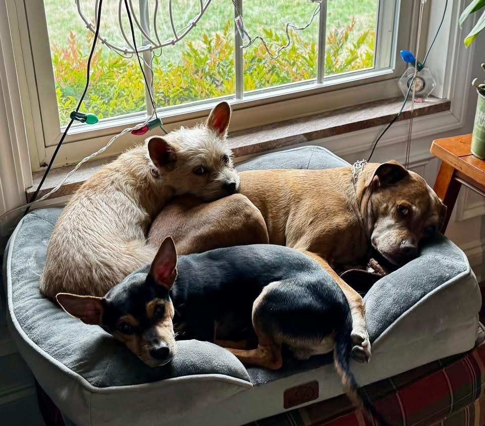 Tony, a ADOPTABLE mixed breed in Knoxville, TN image 4/6