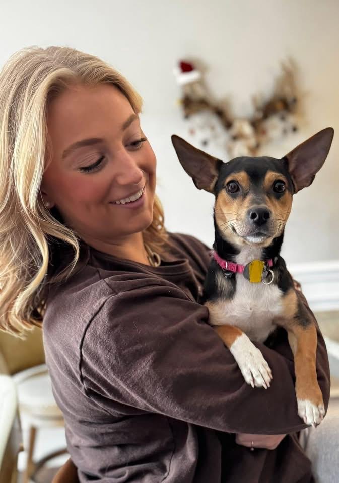 Tony, ADOPTABLE, Young Male Chihuahua & Dachshund.