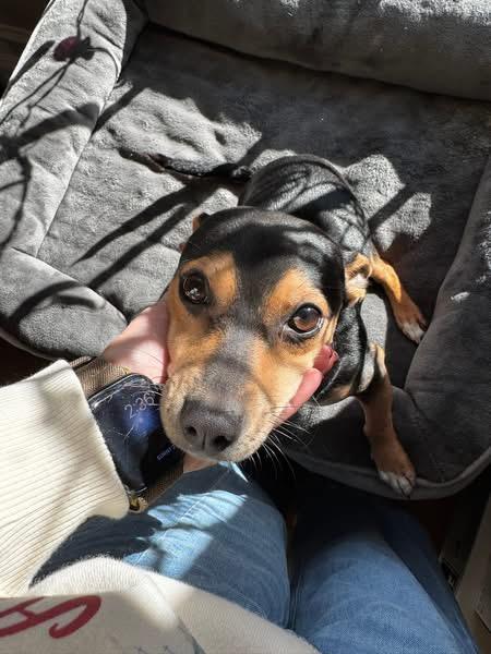 Tony, a ADOPTABLE mixed breed in Knoxville, TN image 3/6