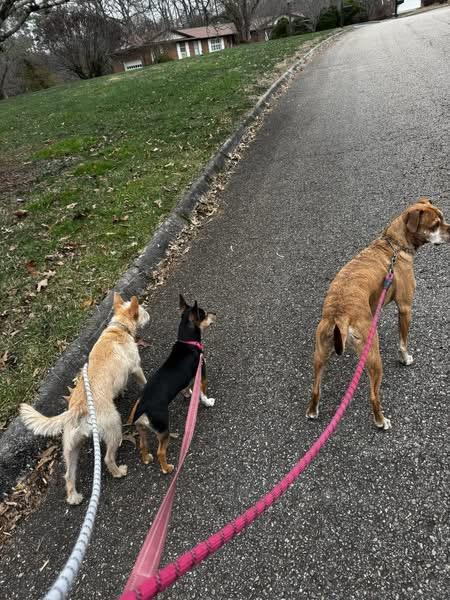 Tony, a ADOPTABLE mixed breed in Knoxville, TN image 5/6