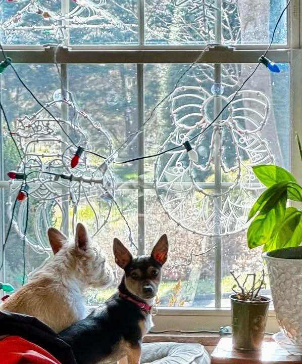 Tony, a ADOPTABLE mixed breed in Knoxville, TN image 2/6