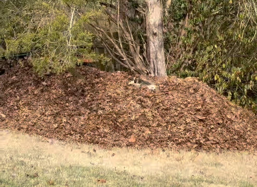 Enlarge Tony, a ADOPTABLE mixed breed in Knoxville, TN video 6/6