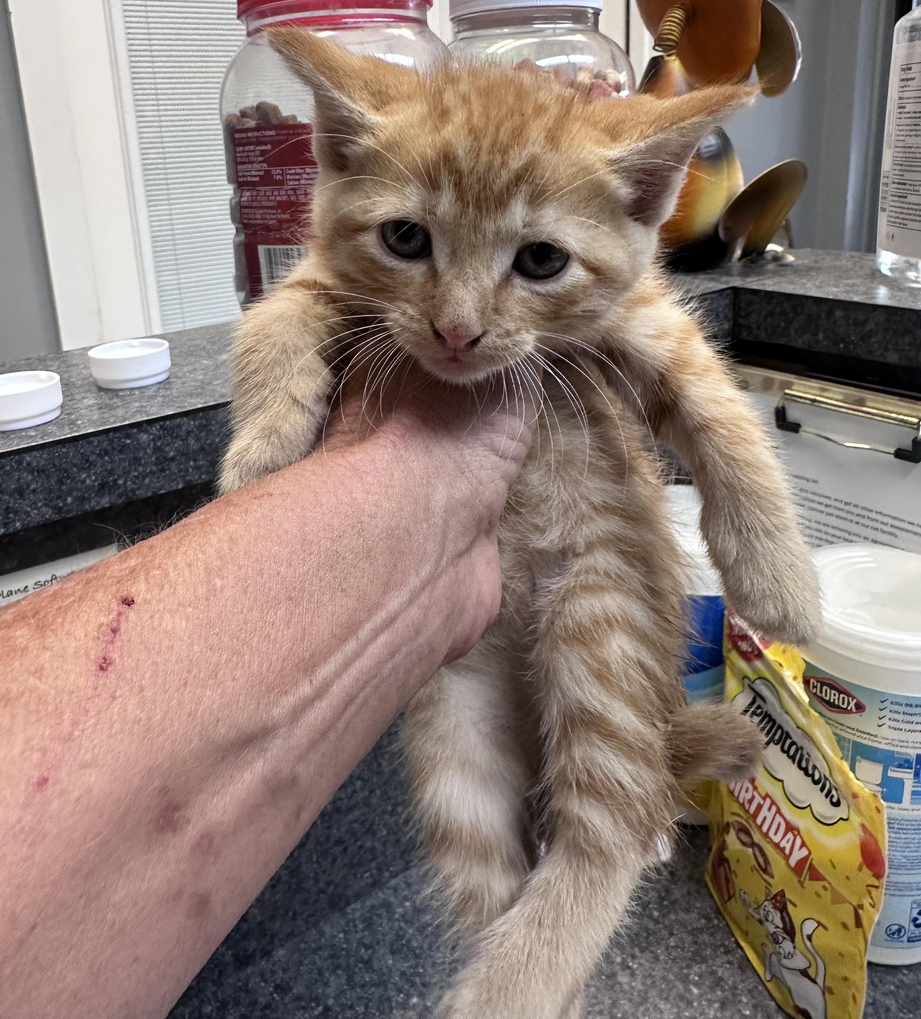 Enlarge Opie, a Adoptable Domestic Short Hair in Dyersburg, TN image 2/2