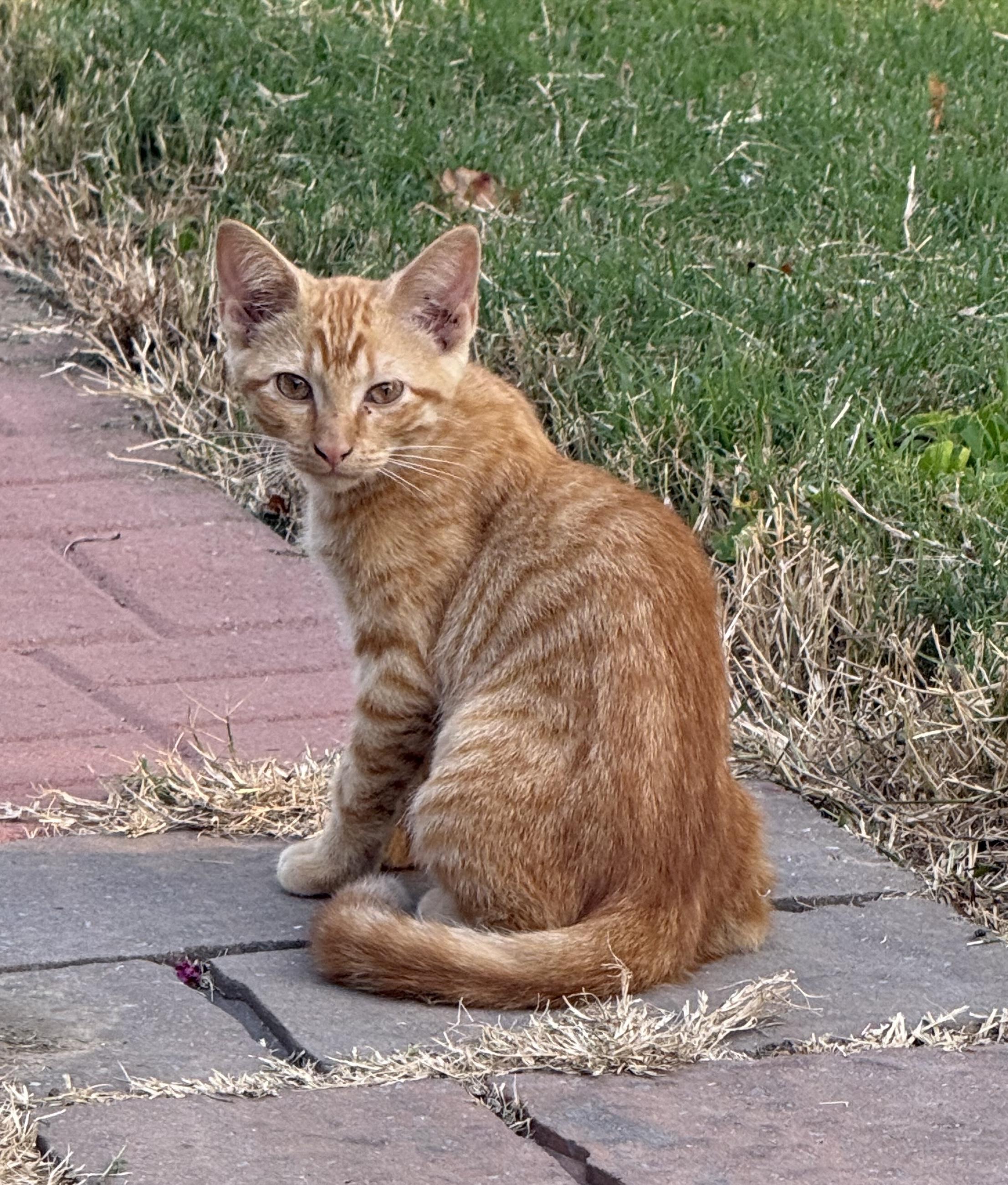 Opie, Adoptable, Young Female Domestic Short Hair.