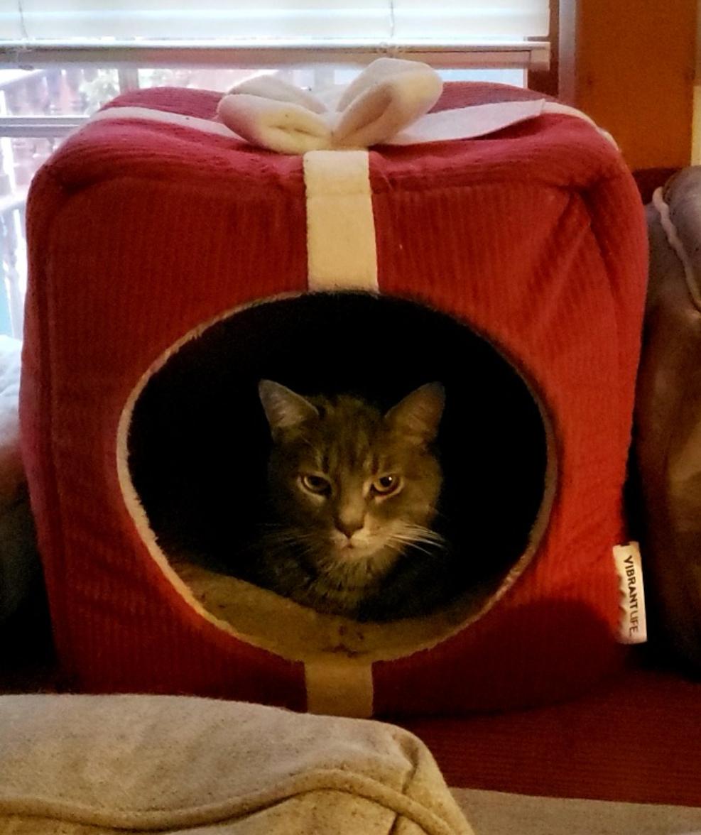 Enlarge Stormy, a Adoptable Domestic Short Hair in Sussex, NJ image 2/3