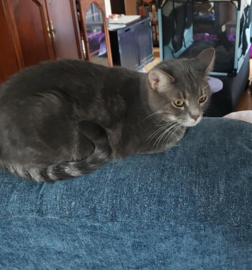 Enlarge Stormy, a Adoptable Domestic Short Hair in Sussex, NJ image 3/3