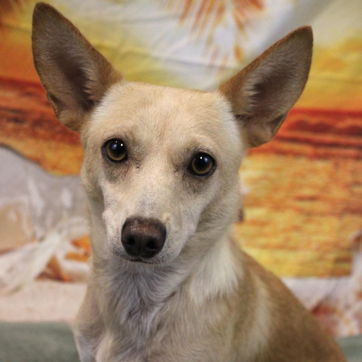 Velma is a 16-year-old Rat TerrierChihuahua mix weighing under 15 lbs This petite girl is a total