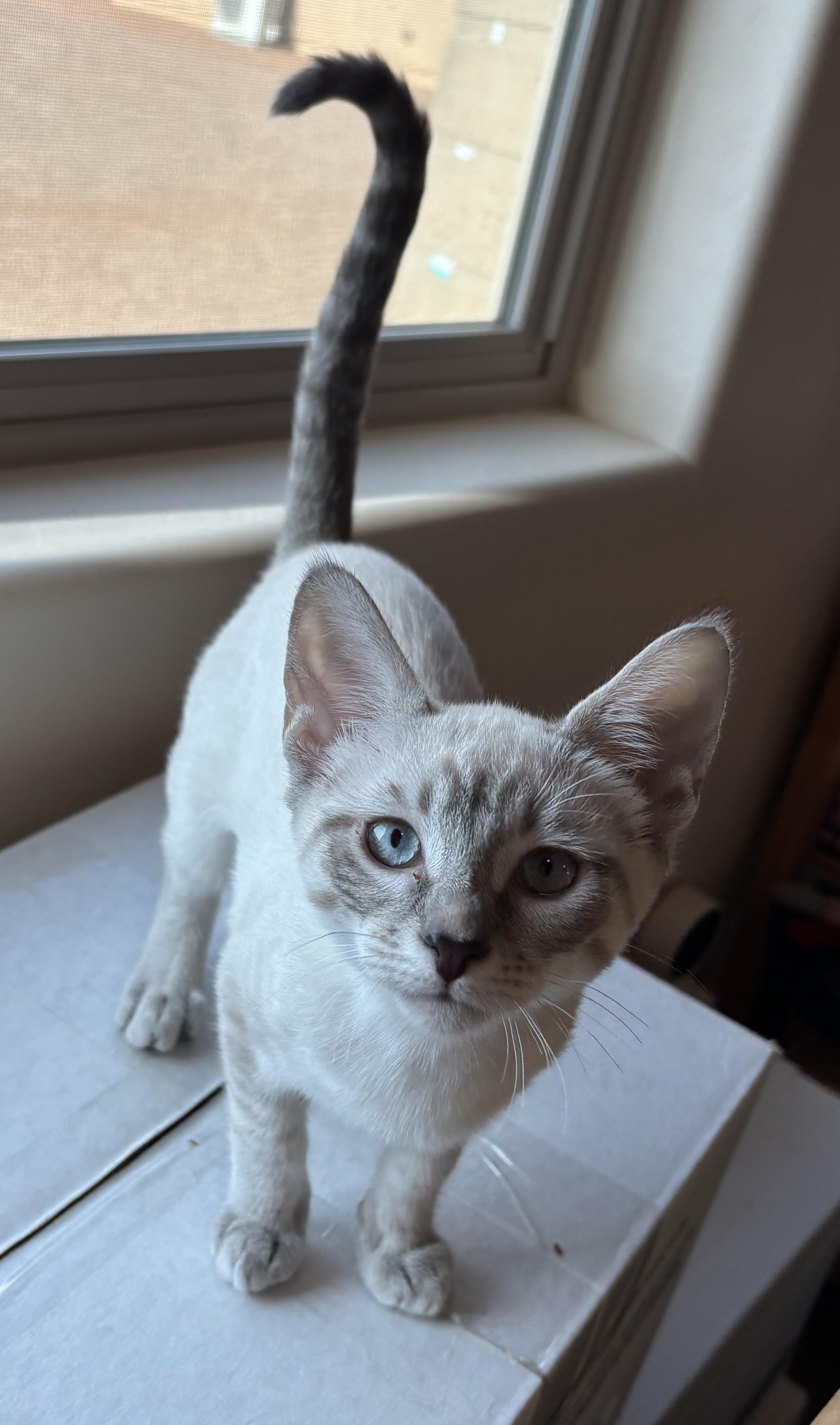 Duchess, ADOPTABLE, Young Female Domestic Short Hair.