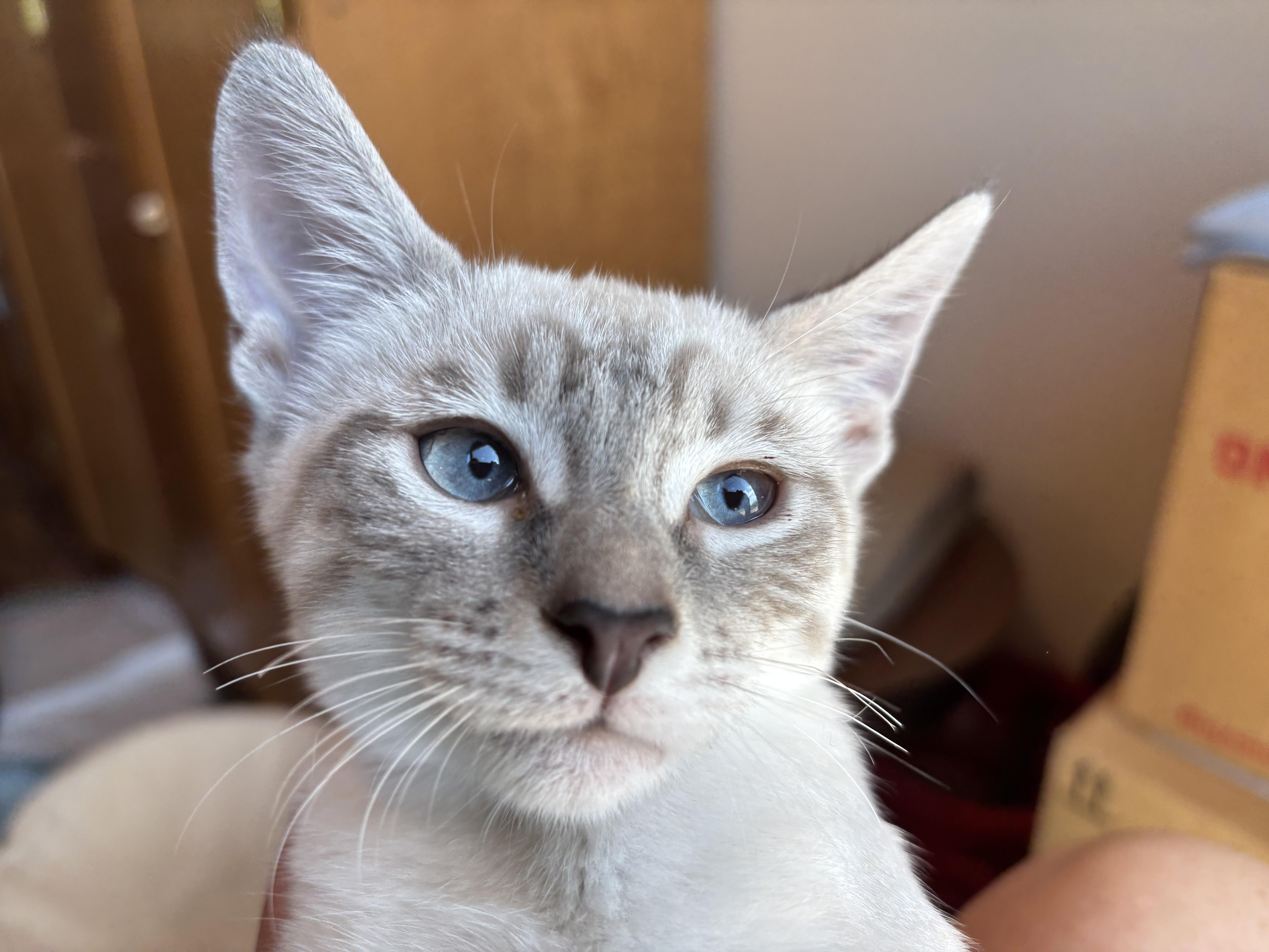 Duchess, a ADOPTABLE Domestic Short Hair in Sierra Vista, AZ image 2/2