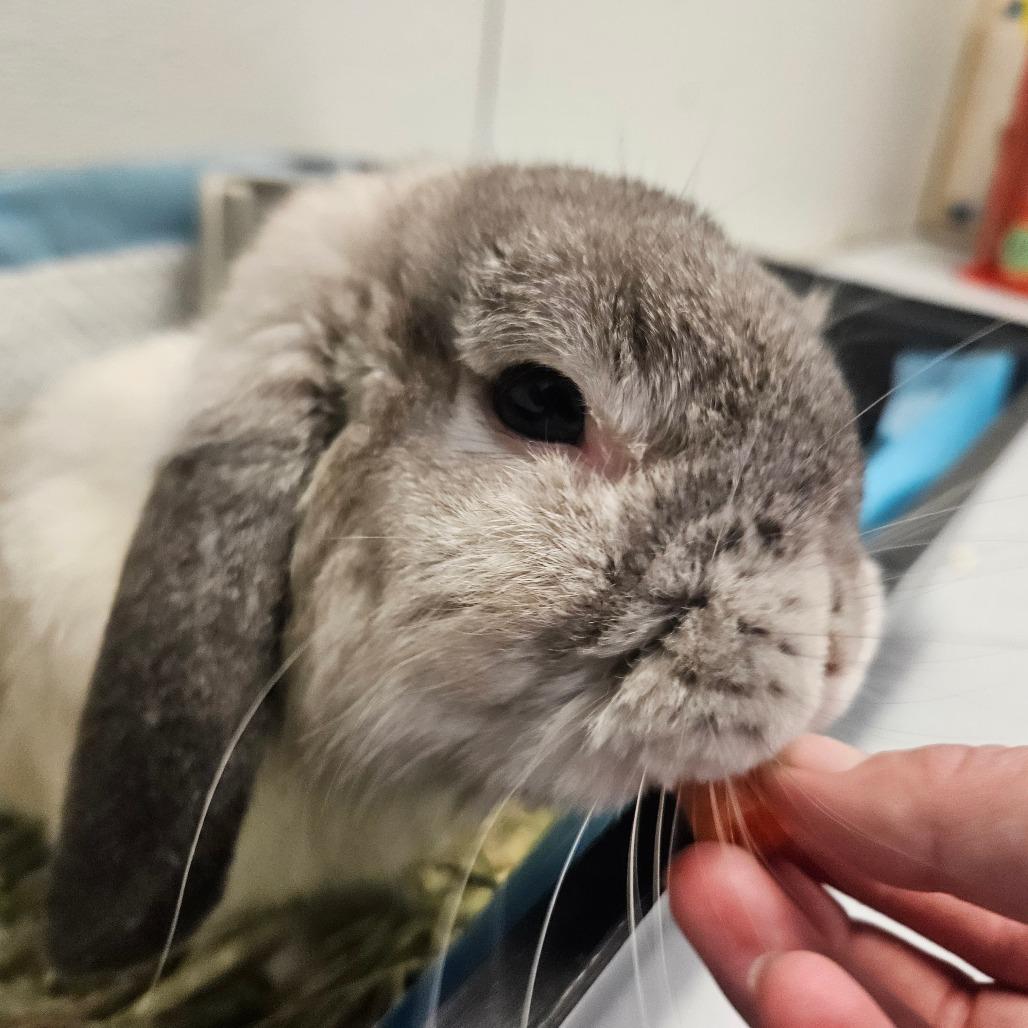 Humphrey Bogart, Adoptable, Adult Male Creme D'Argent.