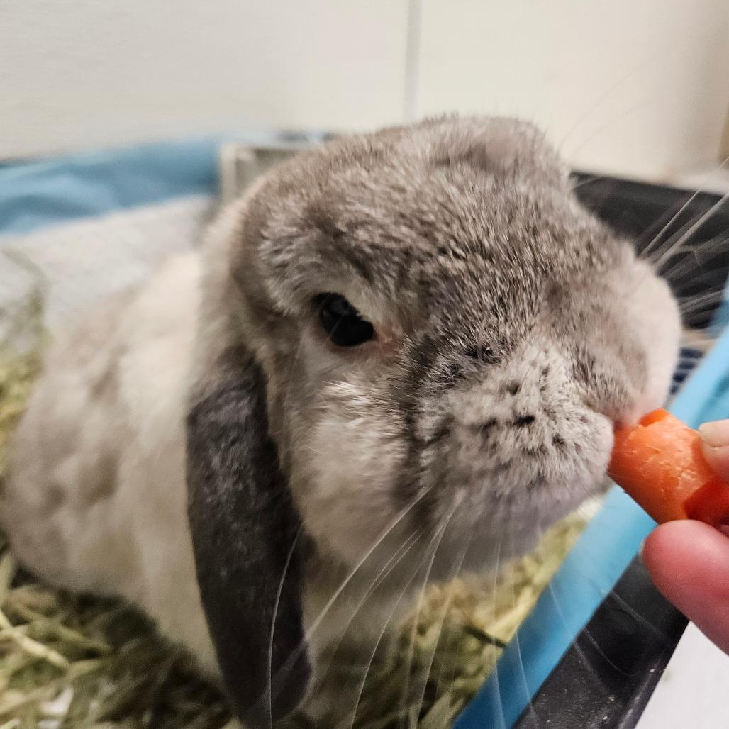 Enlarge Humphrey Bogart, a Adoptable Creme D'Argent in Conway, NH image 3/4