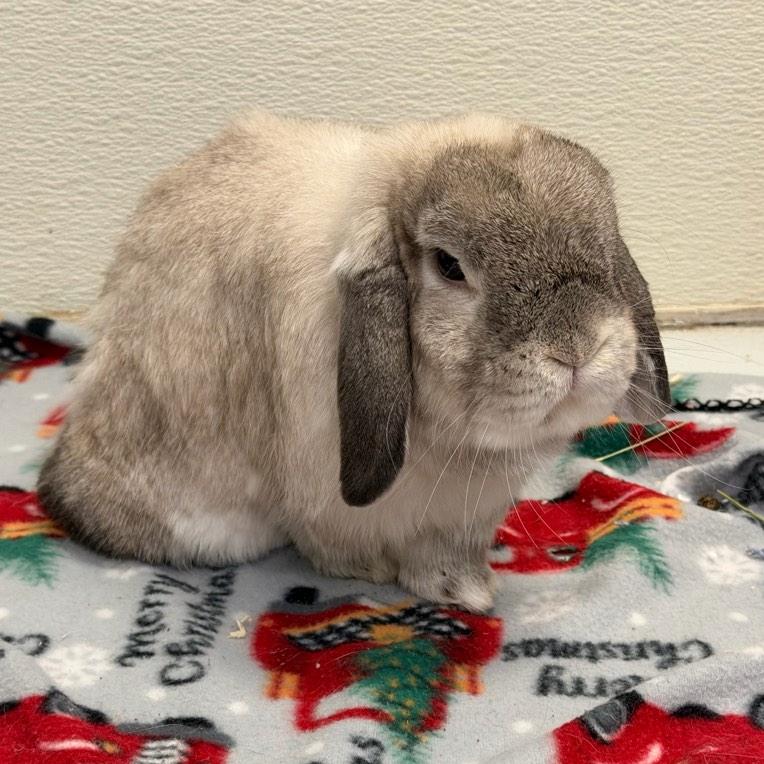 Enlarge Humphrey Bogart, a Adoptable Creme D'Argent in Conway, NH image 4/4