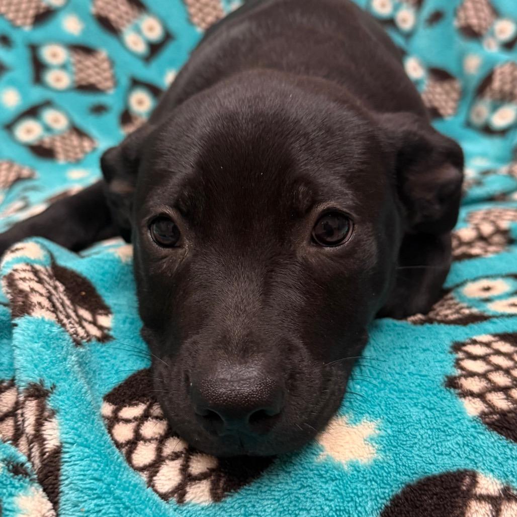 Anastasia, Adoptable, Puppy Female Border Collie & American Bulldog.