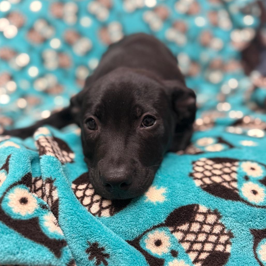 Enlarge Anastasia, a Adoptable mixed breed in Santa Barbara, CA image 2/3