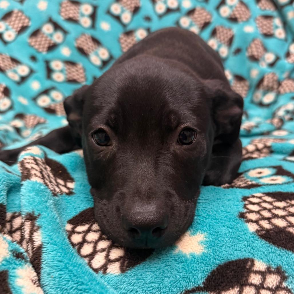 Enlarge Anastasia, a Adoptable mixed breed in Santa Barbara, CA image 3/3