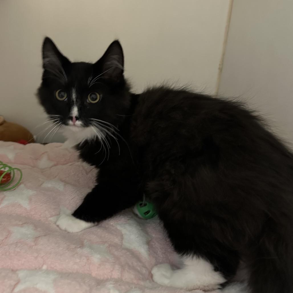 Henry, Adoptable, Kitten Male Domestic Medium Hair.