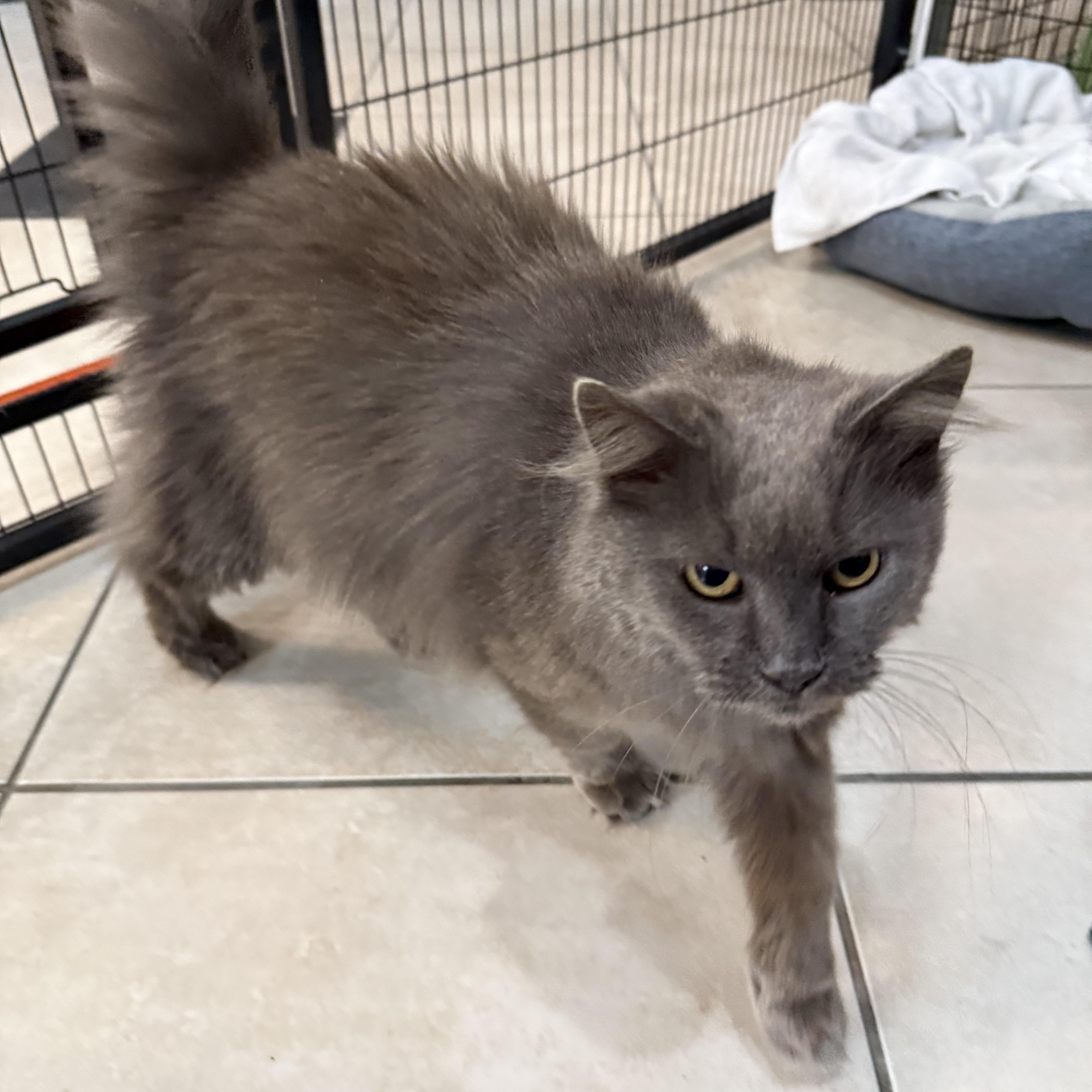 Enlarge Chloe, a ADOPTABLE Domestic Long Hair in Plymouth, MA image 1/2