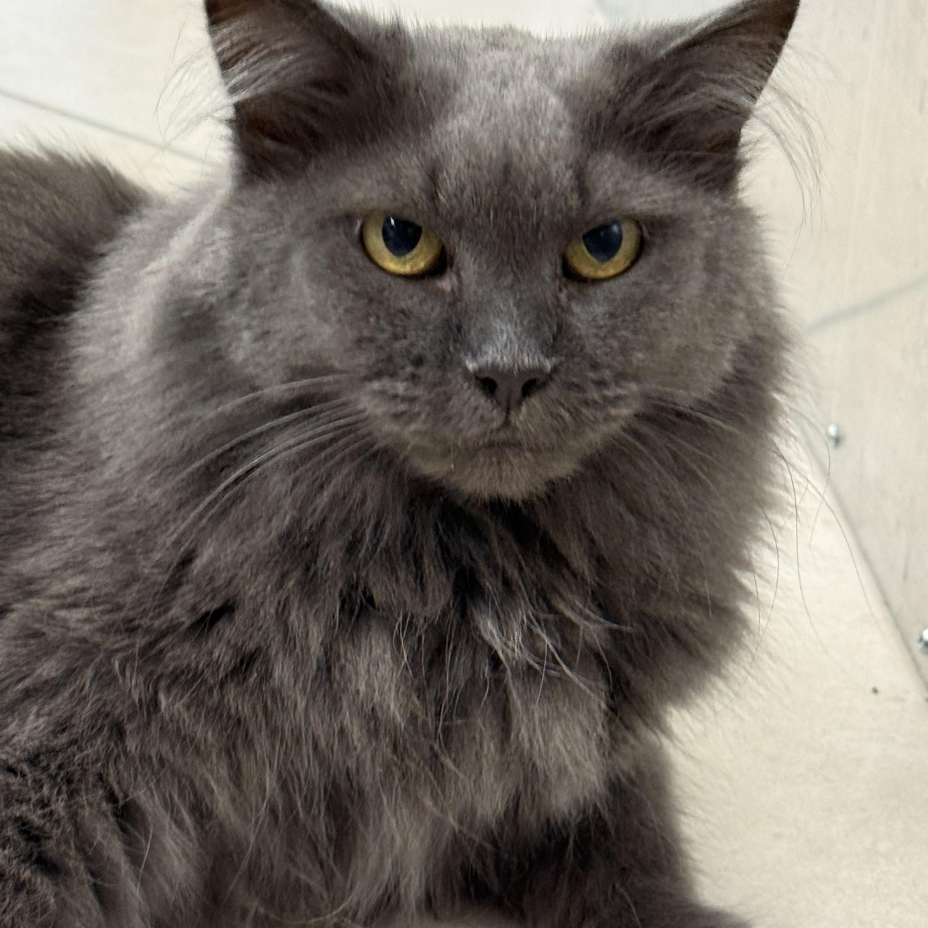 Enlarge Chloe, a ADOPTABLE Domestic Long Hair in Plymouth, MA image 2/6