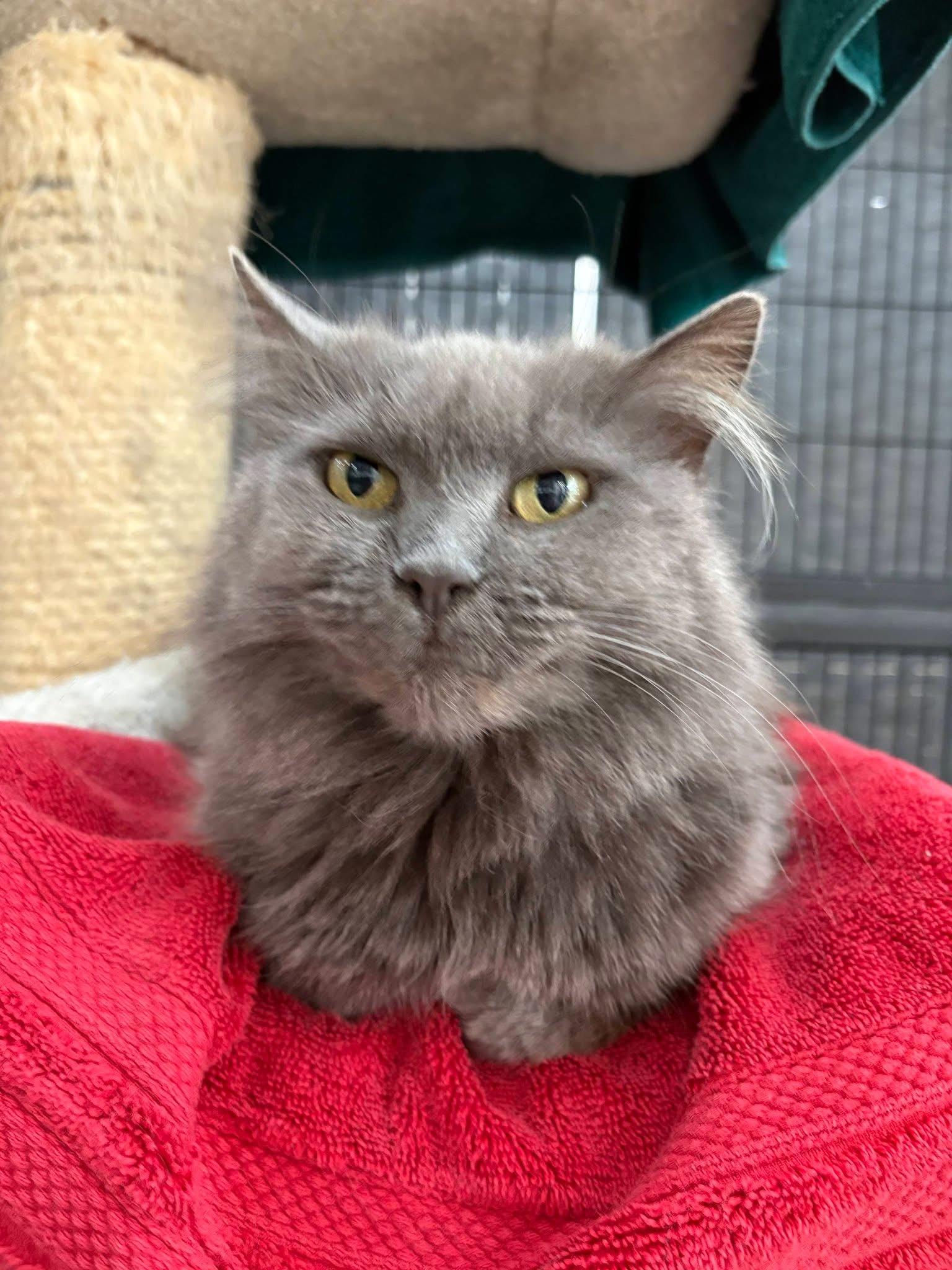 Enlarge Chloe, a ADOPTABLE Domestic Long Hair in Plymouth, MA image 4/6