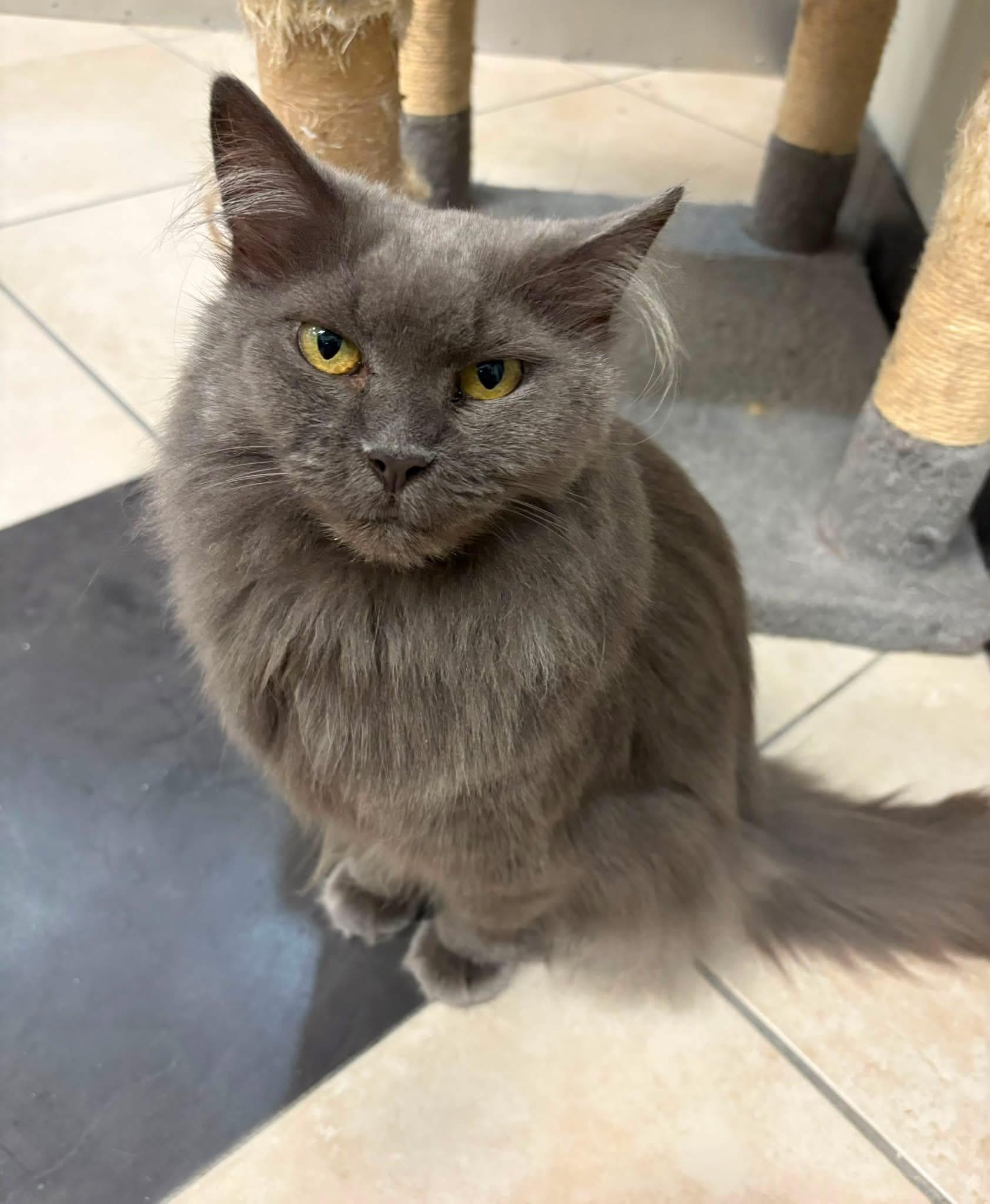 Chloe, ADOPTABLE, Adult Female Domestic Long Hair.