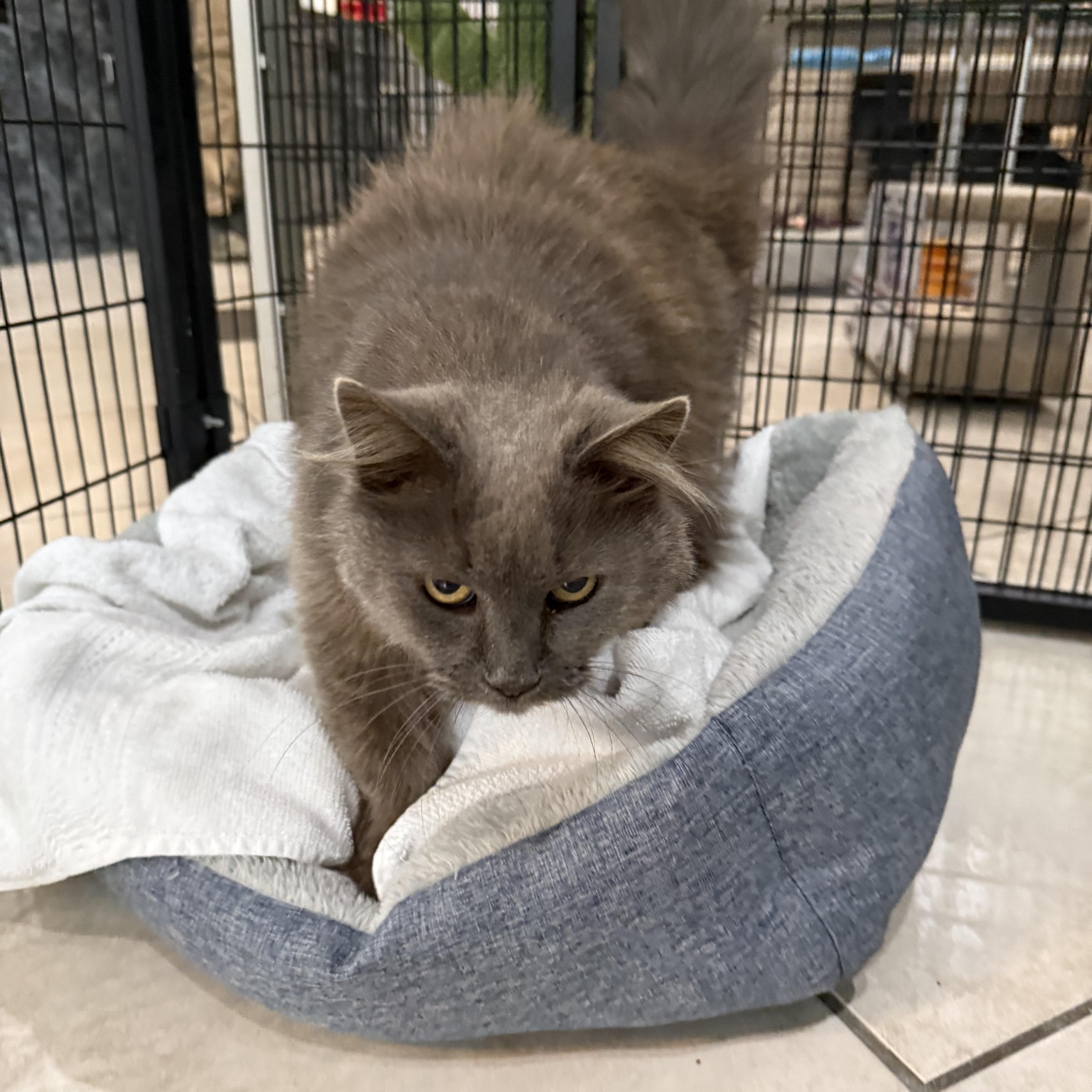 Enlarge Chloe, a ADOPTABLE Domestic Long Hair in Plymouth, MA image 2/2
