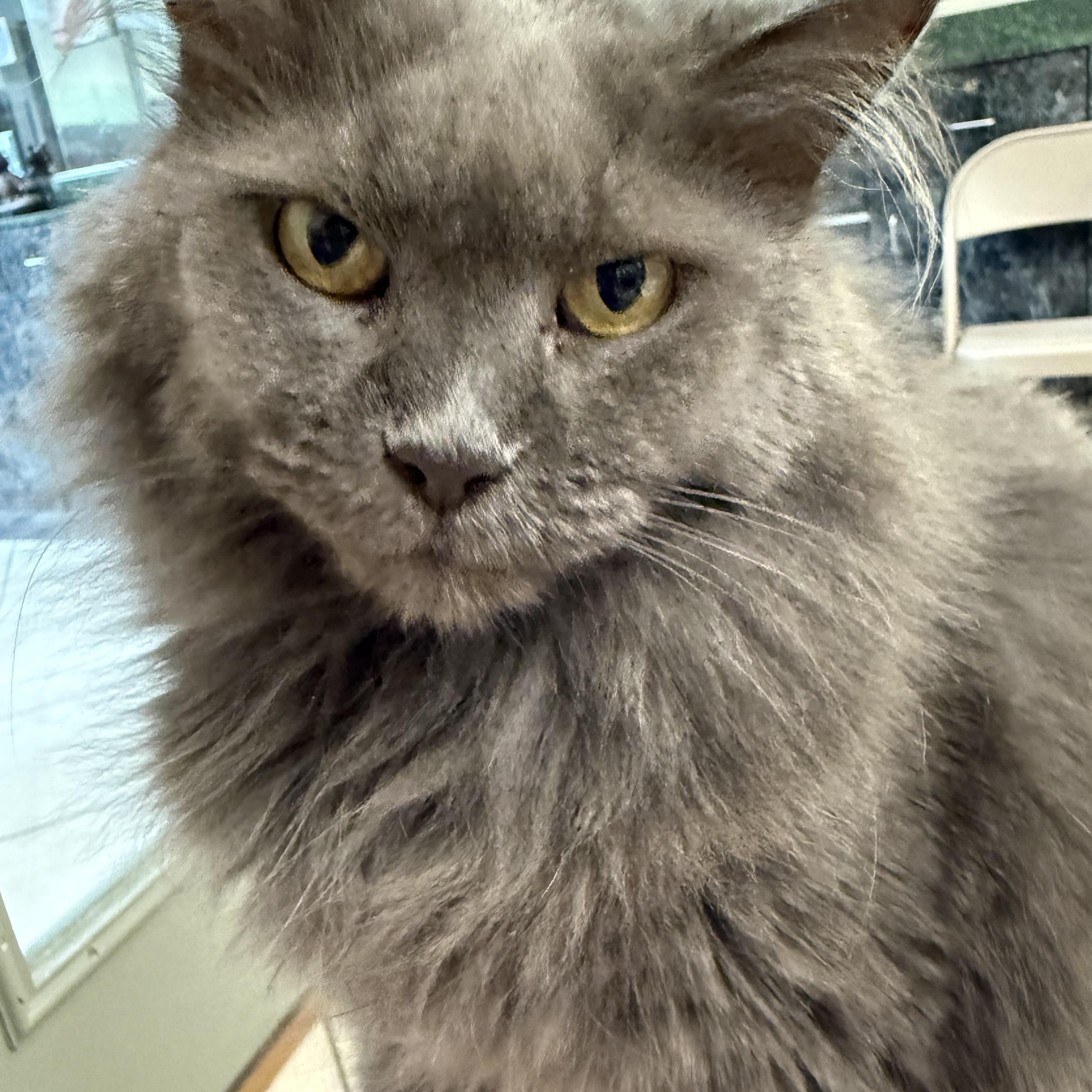 Chloe, ADOPTABLE, Adult Female Domestic Long Hair.